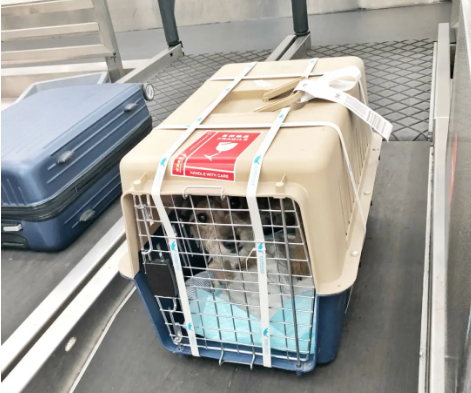 西双版纳宠物托运 宠物托运公司 机场宠物托运 宠物空运